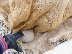 Anchor-burlap-around-evergreen by Midwest Gardening.gif