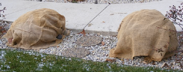 Evergreens-covered-for-winter by Midwest Gardening.gif