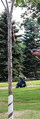 tree-wrap1.gif