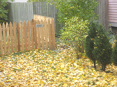Blanket-of-fall-leaves.gif