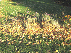 leaves-blow-into-garden--natural-mulch.gif