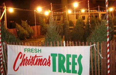 Fresh-Christmas-Trees-by-Regan76.jpg
