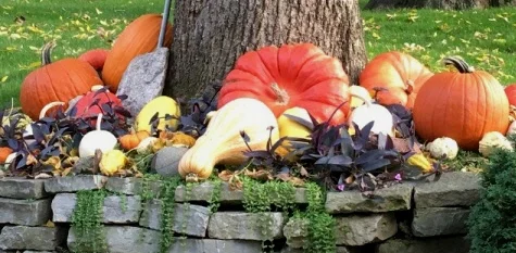 Pumpkins-and-Gourds-by Midwest Gardening.jpg