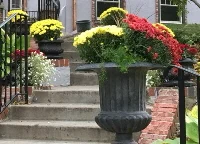 Classic--mums-by-Midwest Gardening.jpg