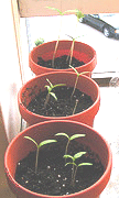 Starting-seeds-in-a-sunny-window.gif