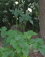 Anemone--Honrine-Jobert--by-Willis.gif