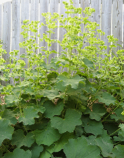 Alchemilla.gif