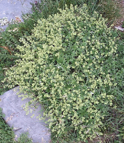 Alchemilla-alpina-by-Barbol.gif