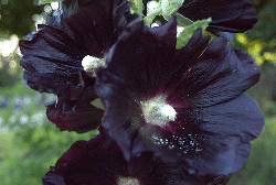 Alcea-Rosea-Hollyhock-black-by-green-garden-vienna.gif