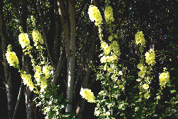 Alcea-rugosa--Perennial-Russian-Hollyhock--by-Jacki-de.gif