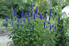 Agastache-foeniculum.gif