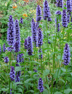 Agastache--Black-Adder-.gif