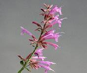 Agastache--Tutti-Frutti-.gif