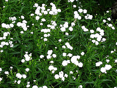 Achillea--The-Pearl-.gif