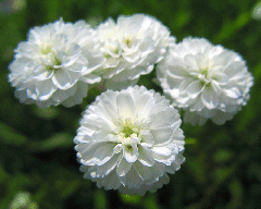 Yarrow--The-Pearl--blooms-by-TANAKA.gif