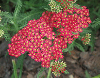 Achillea--Paprika-.gif