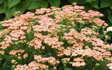 Achillea--Pineapple-mango--by Midwest Gardening.jpg