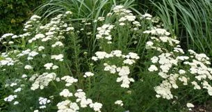 Achellea-millefolium--Summer-Pastels--Yarrow-by-Midwest Gardening.jpg