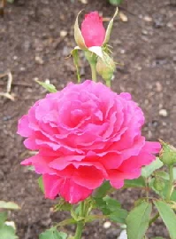 Forgotten-Dreams-Hybrid-Tea-rose-bloom-and-bud-Midwest Gardening.jpg