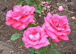 Forgotten-Dreams-Hybrid-Tea-rose-by-Midwest Gardening.jpg