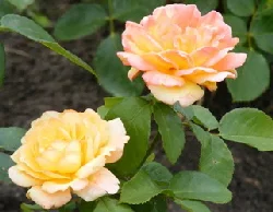Glowing-Peace-Hybrid-Tea-Rose--2--by-Midwest Gardening.jpg