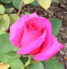 Rina-Hugo-Hybrid-Tea-Rose-bud-by-Midwest Gardening.jpg