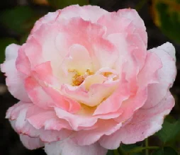 Secret-Hybrid-Tea-Rose-by-Midwest Gardening.jpg