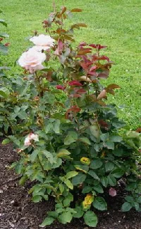 Secret-Hybrid-Tea-rose-shrub-by-Midwest Gardening.jpg