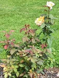 Tahitian-Sunset-Hybrid-Tea-Rose-bush-by-Midwest Gardening.jpg