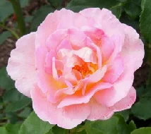 Tiffany-Hybrid-Tea-Rose-blooms-by-Midwest Gardening.jpg