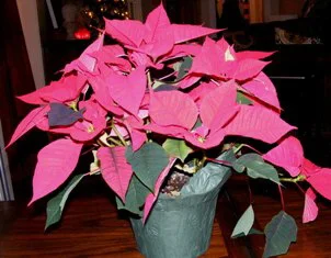 Pink Poinsettia by Midwest Gardening.jpg