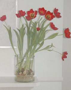 forced-tulips.gif