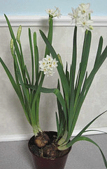 forced paperwhites.gif