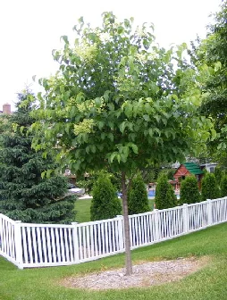 Syringa-reticulate--Japanese-Lilac-Tree by Midwest Gardening.jpg
