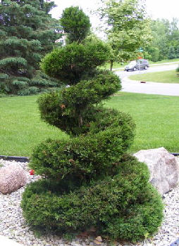 Juniperus-chinensis—Monlep—Mint-Julep-Juniper-topiary byy Mi万博游戏app下载dwest gardens .jpg