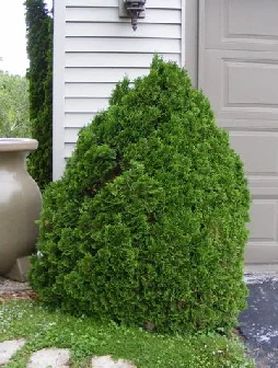 Thuja-occidentalis--Holmstrup- by Midwest Gardening.jpg