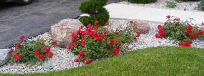 《红丝带-地面覆盖-玫瑰》，Midwest gardening.c万博游戏app下载om .jpg