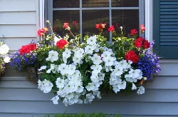 Front-window-box-geranium--petunia--lobelia by Midwest Gardening.jpg