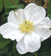 Rugosa-Alba-bloom.gif