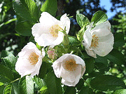 Rugosa-Alba.gif