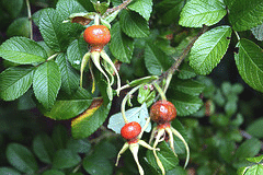Rugosa-Alba-hips.gif