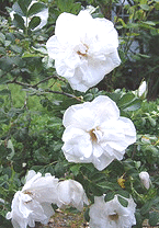 Rugosa-Rose--Blanc-Double-de-Coubert-.gif