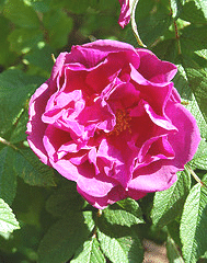 Rugosa-Dart-s-Dash.gif