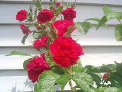 Rugosa-FJ-Grootendorst.gif