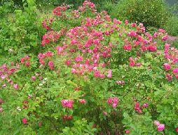 Rugosa-FJ-Grootendorst-shrug.gif