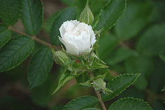 Rugosa-Rose-Grootendorst-Alba.gif