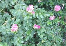 Rugosa-Rose--Frau-Dagmar-Hastrup-.gif