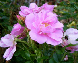 Jens-Munk-Hybrid-Rugosa-Rose-by-Midwest Gardening.gif