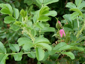 Jens-Munk-Hybrid-Rugosa-Rose-foliage-by-Midwest Gardening.gif