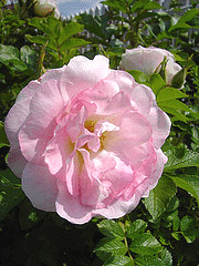 Rugosa-Polareis--early-spring-brighter-pink.gif